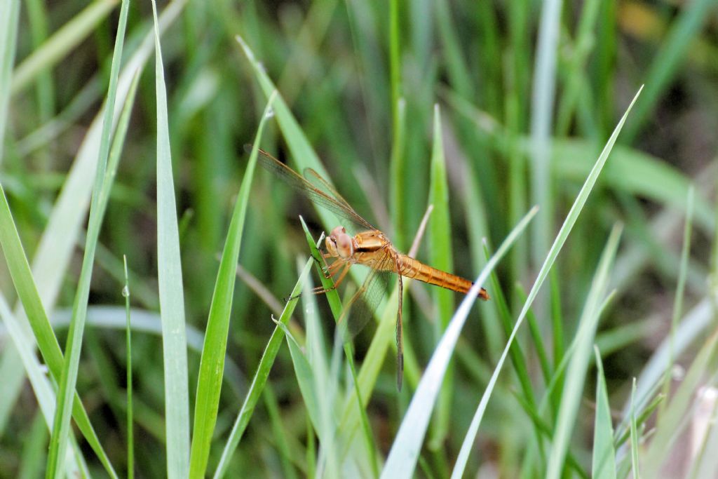 Sympetrum fonscolombii? No. femmina di Crocothemis erythraea